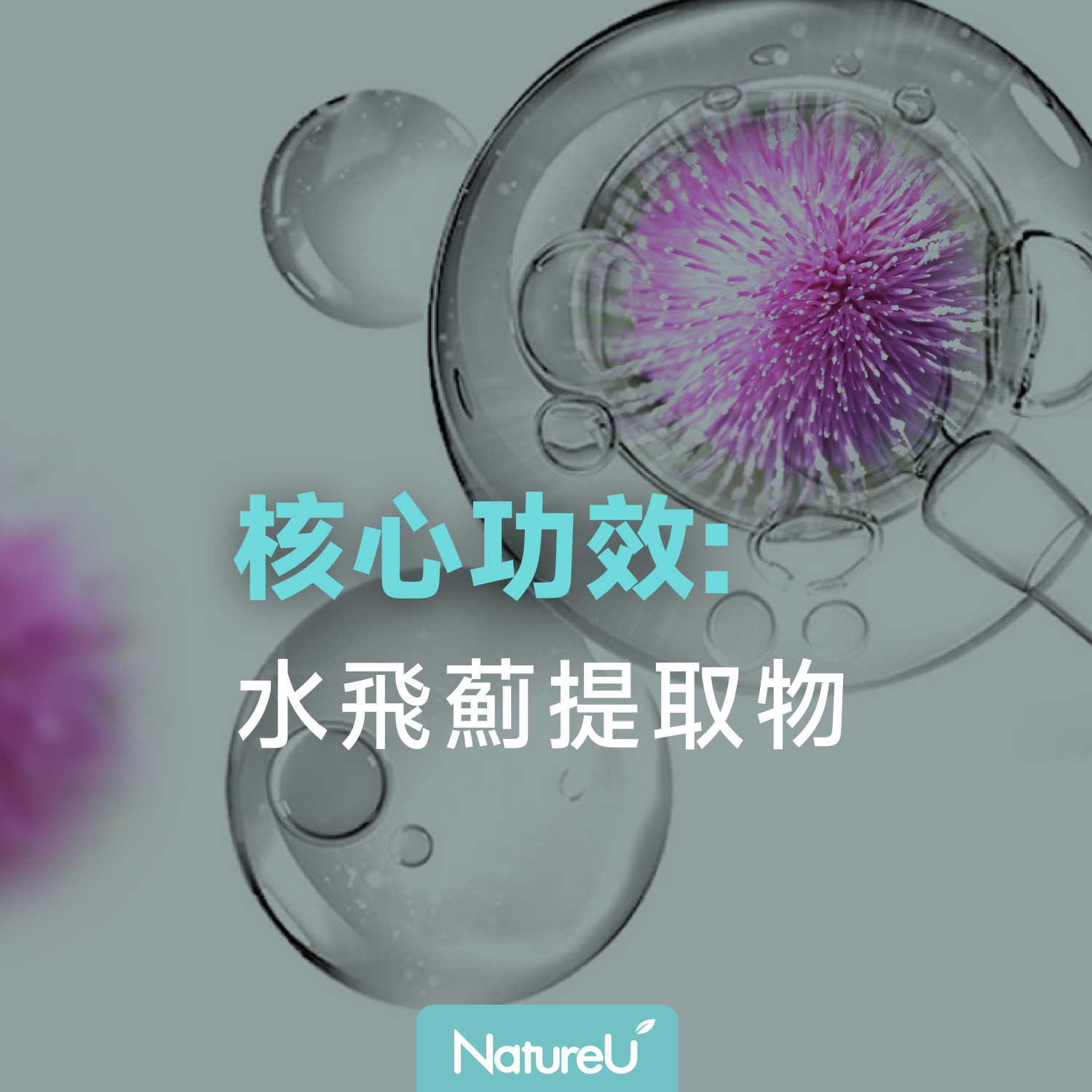 水飛薊提取物：守護健康的天然成分